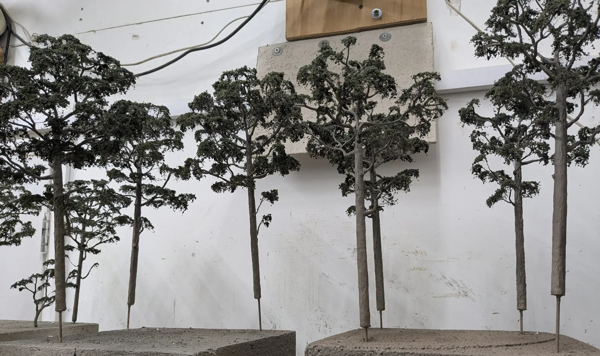 A row of tall trees