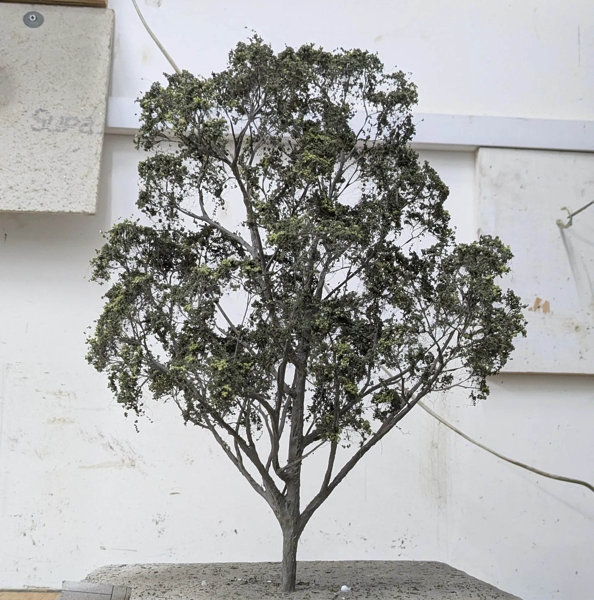 Scale model trees: A broad, spreading tree